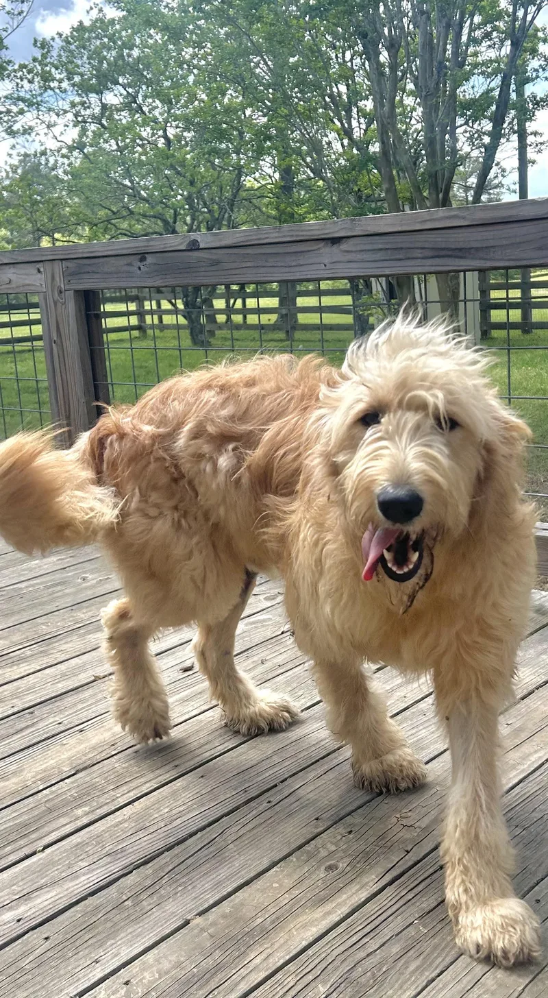 A young medium-sized male Golden Goldendoodle dog named Oakley for adoption in Semmes, AL
