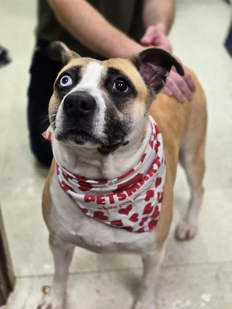 Butter Beans thumbnail 2