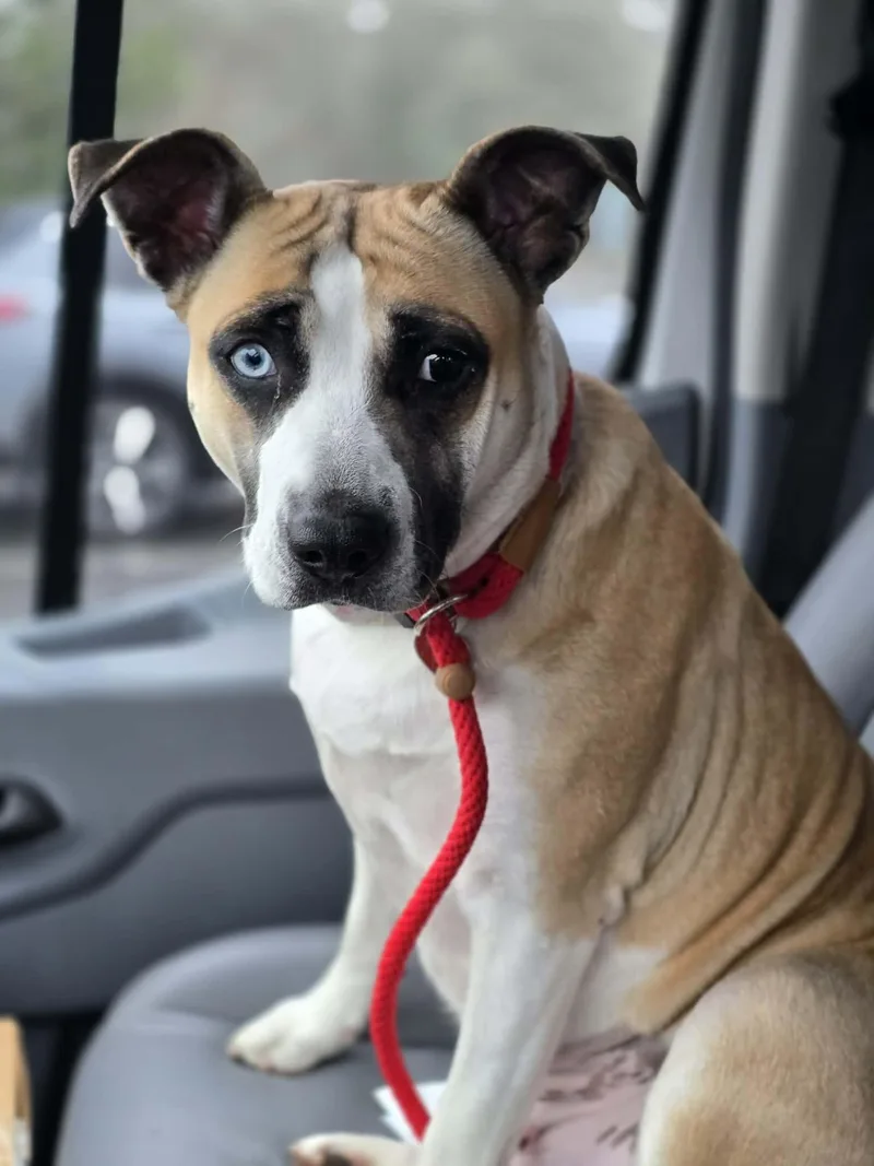 Butter Beans thumbnail 3