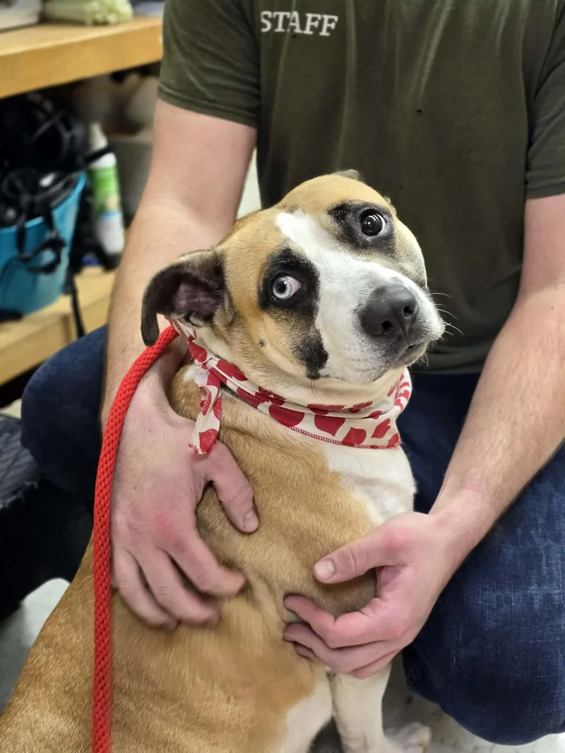 Butter Beans thumbnail 4