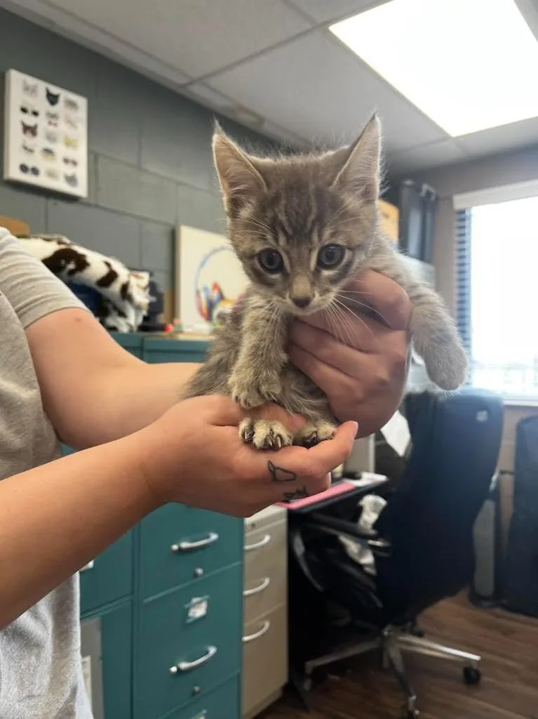 A baby medium-sized male Domestic Short Hair cat named Gideon for adoption in Logan, UT