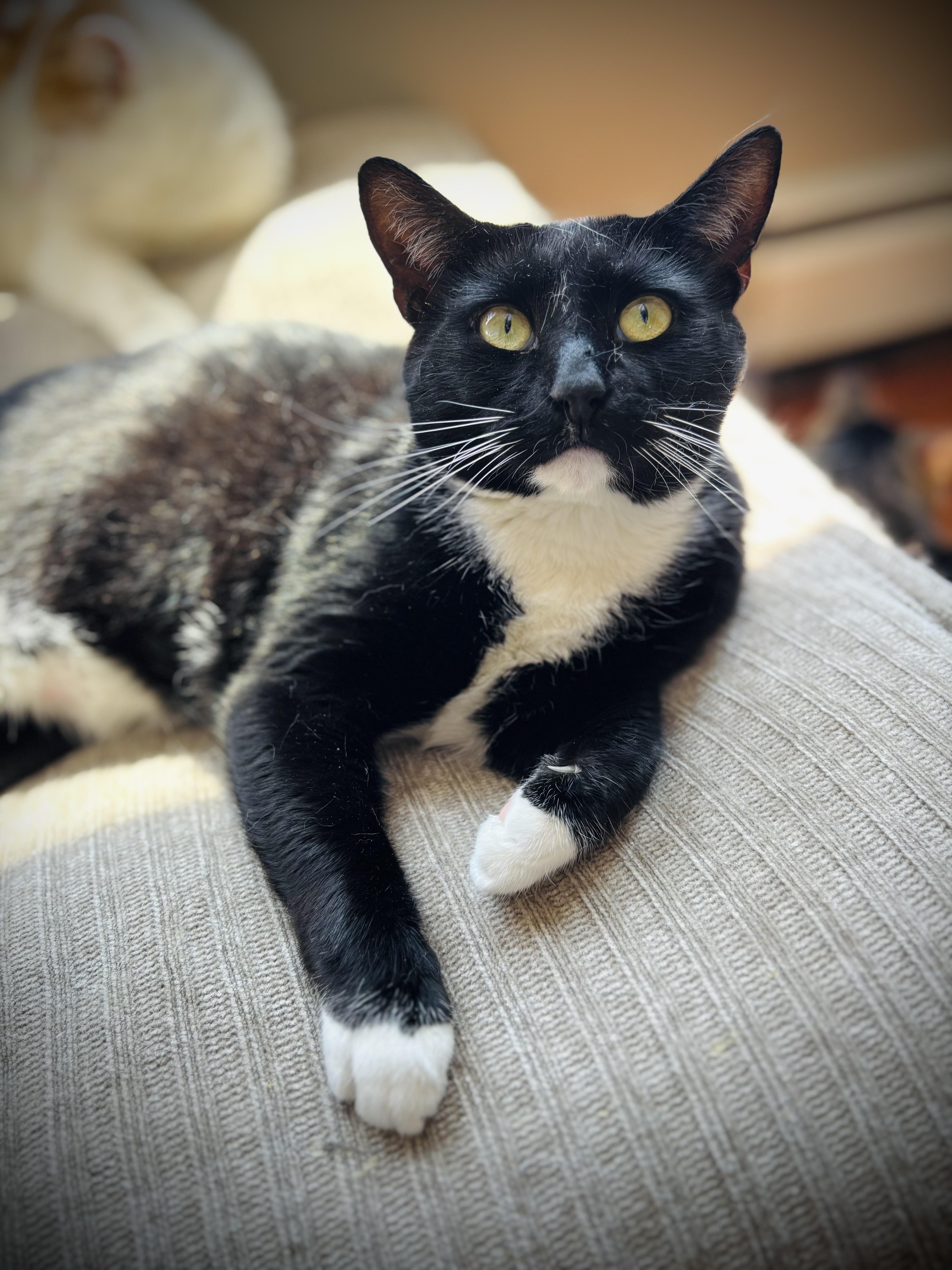 A young medium-sized male Black & White / Tuxedo Domestic Short Hair cat named Cliff for adoption in Buffalo, NY