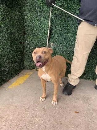 An adult medium-sized female Yellow / Tan / Blond / Fawn Pit Bull Terrier dog named Duchess for adoption in El Paso, TX