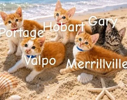 A baby small-sized female Domestic Short Hair cat named Gary for adoption in Hobart, IN