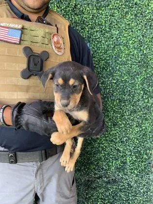 A baby small-sized female Black German Shepherd Dog dog named 60814731 for adoption in El Paso, TX