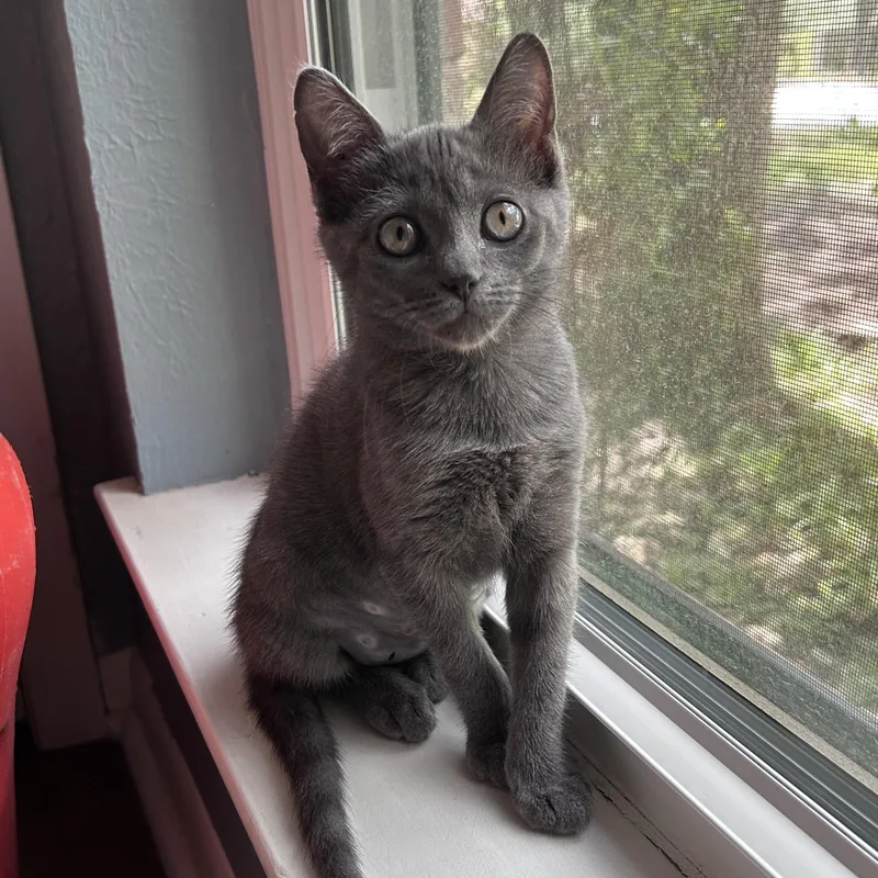 A baby medium-sized female Gray / Blue / Silver Domestic Short Hair cat named Monchichi for adoption in Austin, TX