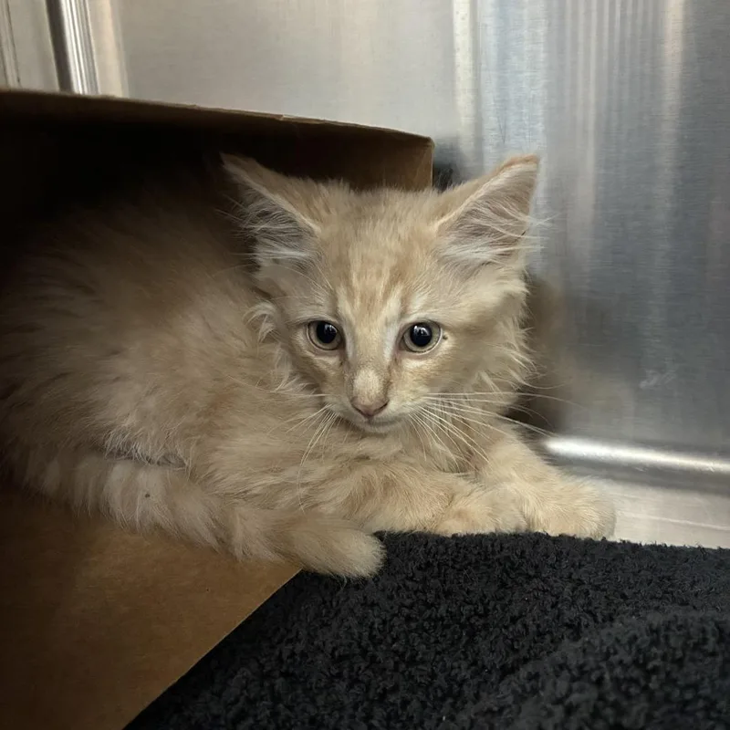 A baby small-sized male Buff / Tan / Fawn Domestic Medium Hair cat named Floof for adoption in Windsor, VA