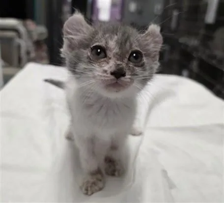 A baby small-sized female Domestic Short Hair cat named Green Chili for adoption in Las Vegas, NV