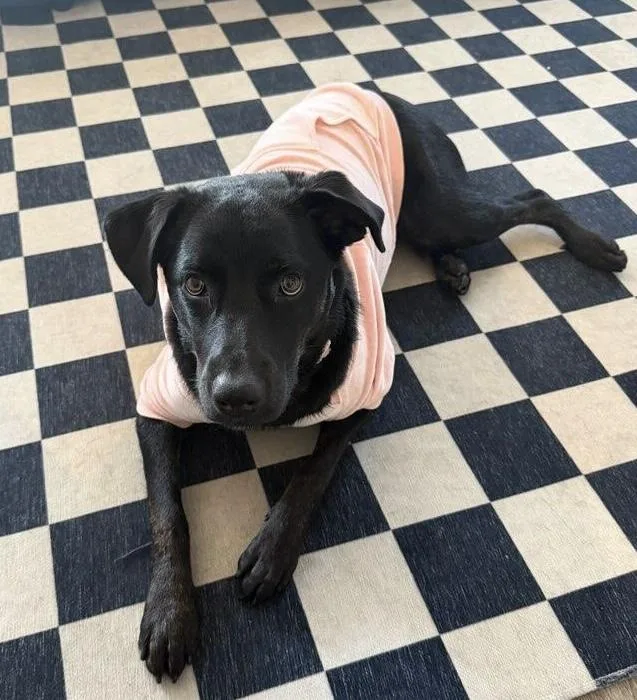 A young medium-sized female Black Labrador Retriever dog named Pepper for adoption in Camarillo, CA
