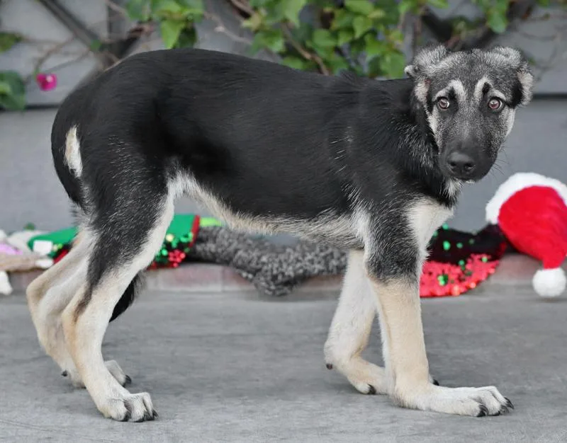 A baby large-sized female Black German Shepherd Dog dog named Abby von Ahaus for adoption in Los Angeles, CA