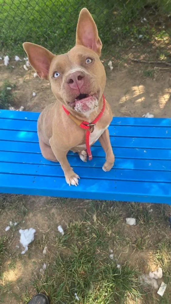 An adult medium-sized female Brown / Chocolate Pit Bull Terrier dog named Cinderella for adoption in Evansville, IN