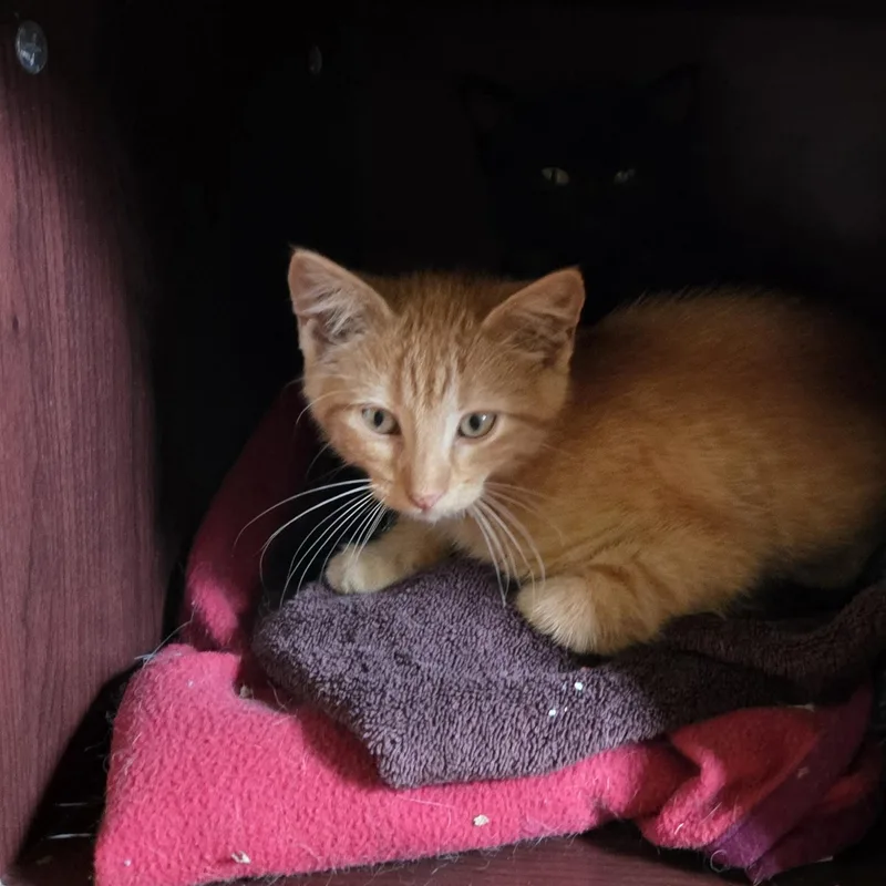 A baby medium-sized male Tabby (Orange / Red) Domestic Short Hair cat named Nate for adoption in Minneapolis, MN