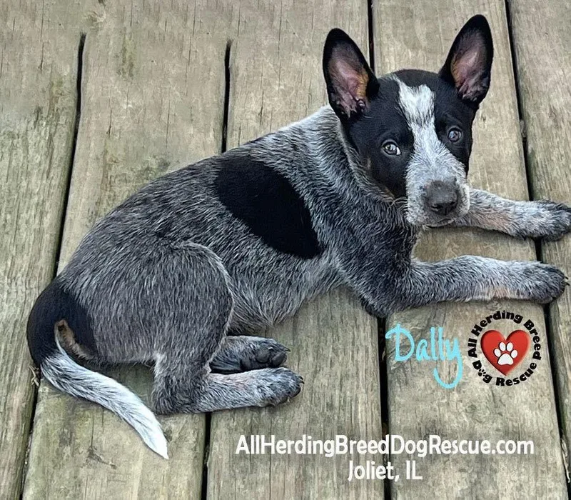 A baby medium-sized male Gray / Blue / Silver Australian Cattle Dog / Blue Heeler dog named Dandy for adoption in Joliet, IL