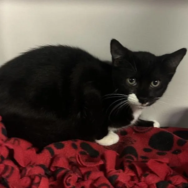 A baby small-sized male Domestic Short Hair cat named Patches for adoption in Sarasota, FL