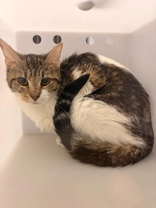 An adult medium-sized female Domestic Short Hair cat named Treasure for adoption in Cincinnati, OH