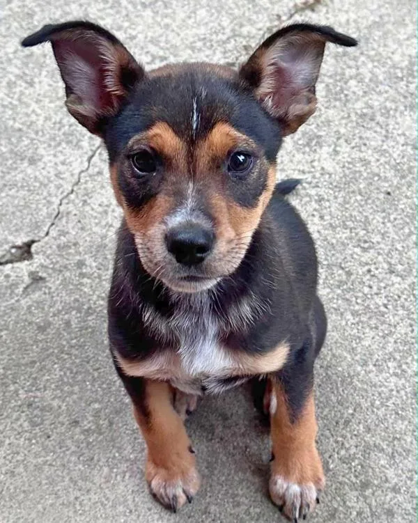 A baby small-sized male Australian Cattle Dog / Blue Heeler dog named Chubbs for adoption in Novato, CA