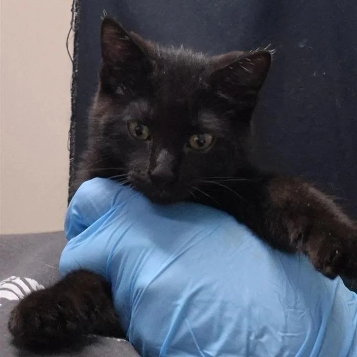 A baby small-sized female Black Domestic Short Hair cat named Azula for adoption in Tacoma, WA