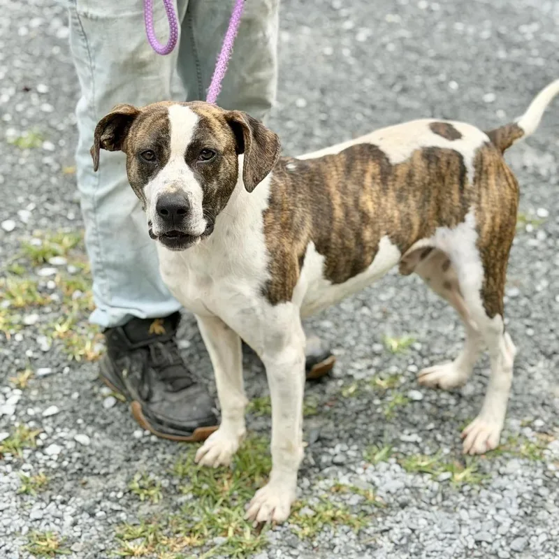 An adult medium-sized male White / Cream Hound dog named Butters for adoption in Washington, DC