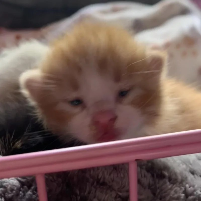 A baby small-sized male Domestic Short Hair cat named Trouble for adoption in Priest River, ID