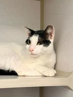 An adult medium-sized female White Domestic Short Hair cat named Gigi for adoption in Winter Haven, FL