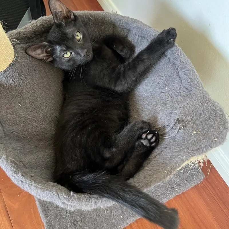 A baby small-sized male Black Domestic Short Hair cat named Chocopie for adoption in Westminster, CA