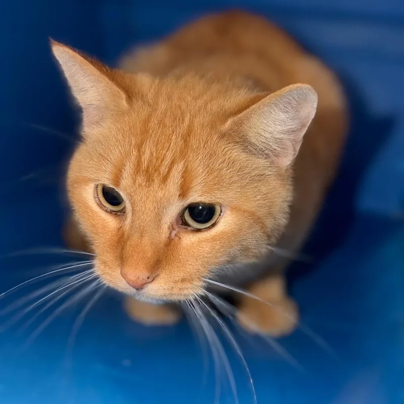 An adult medium-sized male Orange / Red Domestic Short Hair cat named Tabasco for adoption in Lake Jackson, TX