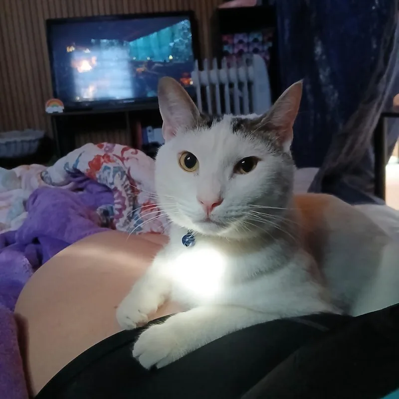 An adult small-sized male White Domestic Short Hair cat named Persephone for adoption in Enterprise, AL