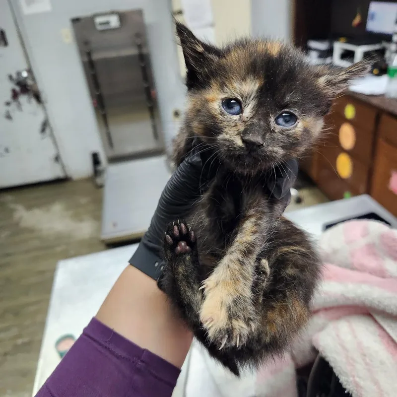 A baby small-sized female Tortoiseshell Domestic Short Hair cat named Kelsy @ Dorchester Road for adoption in Summerville, SC