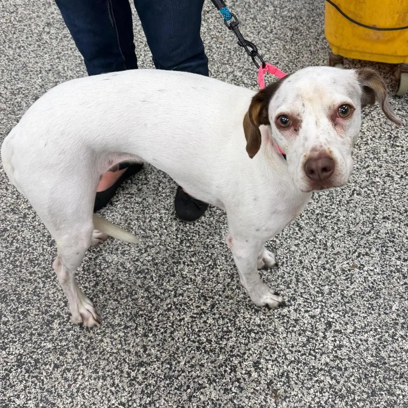 An adult medium-sized male White / Cream Mixed Breed dog named Nacho for adoption in Fredericksburg, VA