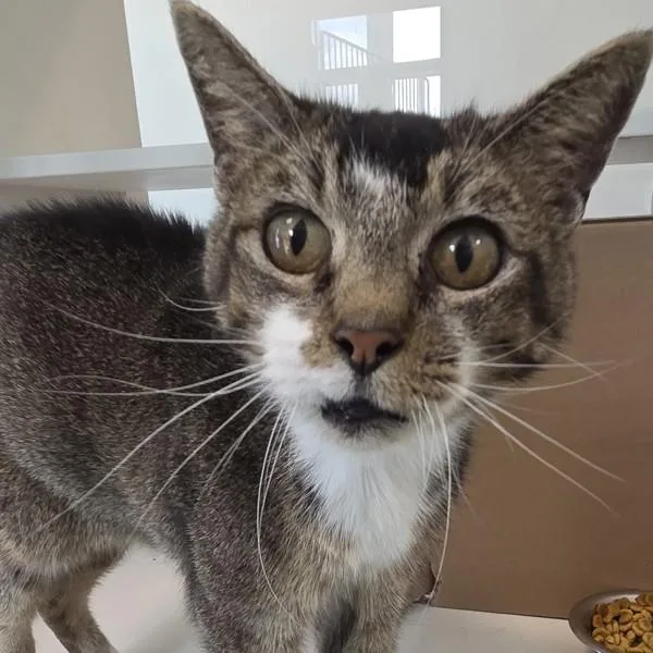 A senior small-sized male Domestic Short Hair cat named Sonny for adoption in Des Moines, IA