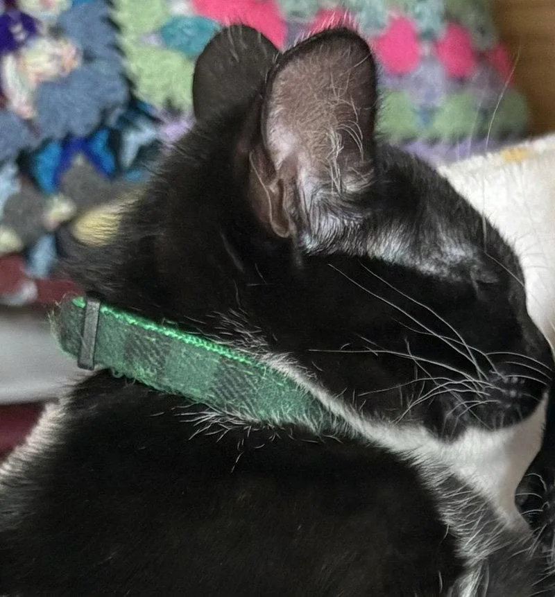 A baby medium-sized female Black & White / Tuxedo Domestic Short Hair cat named Donette for adoption in Ventura, CA