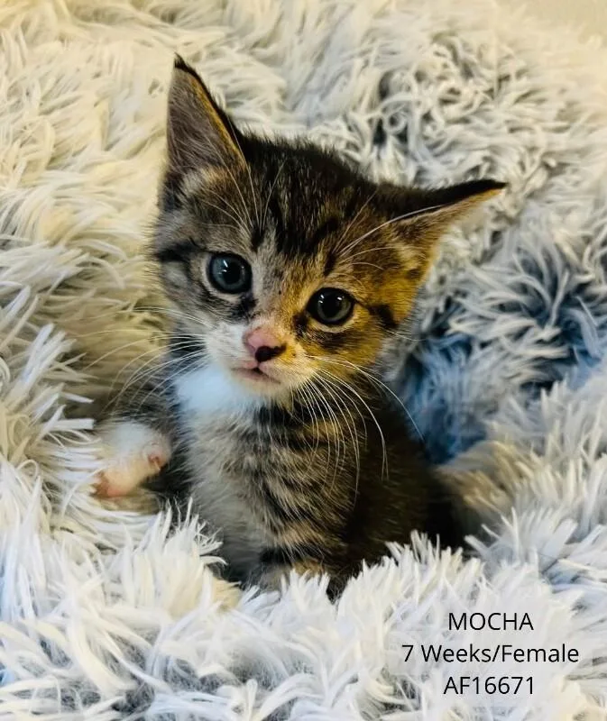 A young medium-sized female Tabby (Brown / Chocolate) Domestic Short Hair cat named Mocha for adoption in Supply, NC