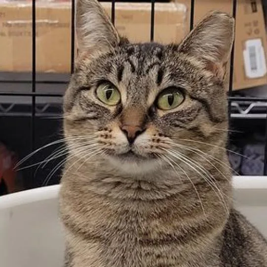 Posh Spice thumbnail 2