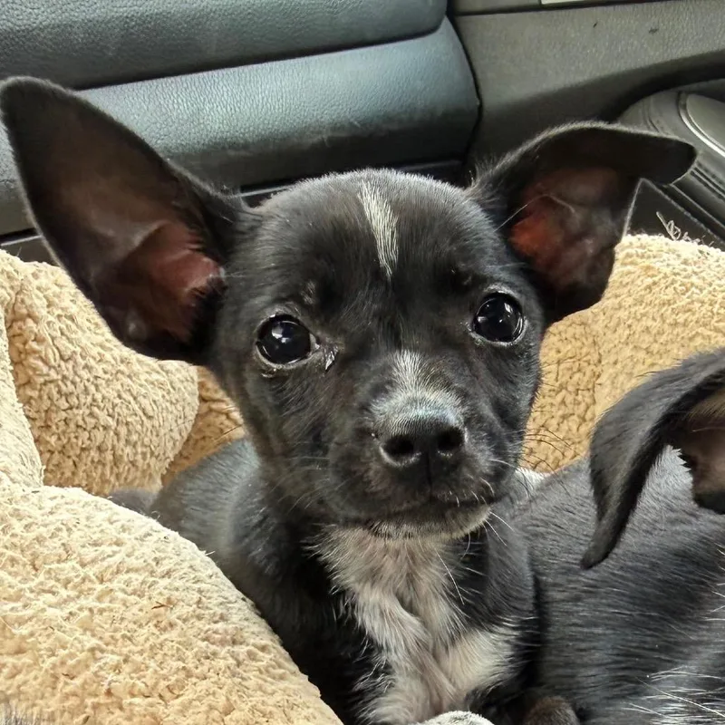 Chichi thumbnail 3