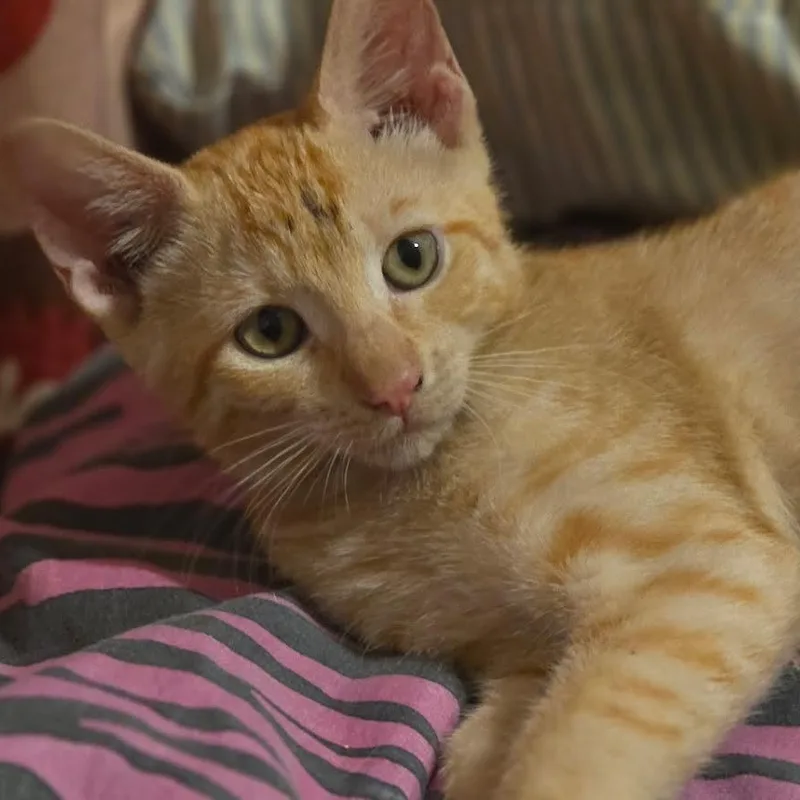 A baby small-sized female Tabby (Orange / Red) Tabby cat named Missy for adoption in Miami, FL