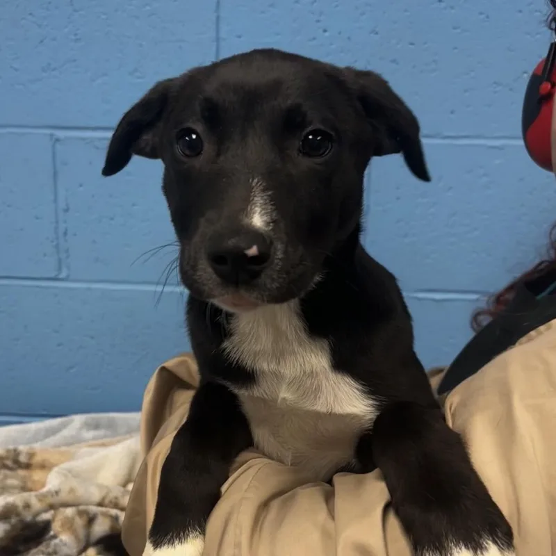 A baby small-sized female Black Catahoula Leopard Dog dog named Blaze for adoption in Belleville, IL