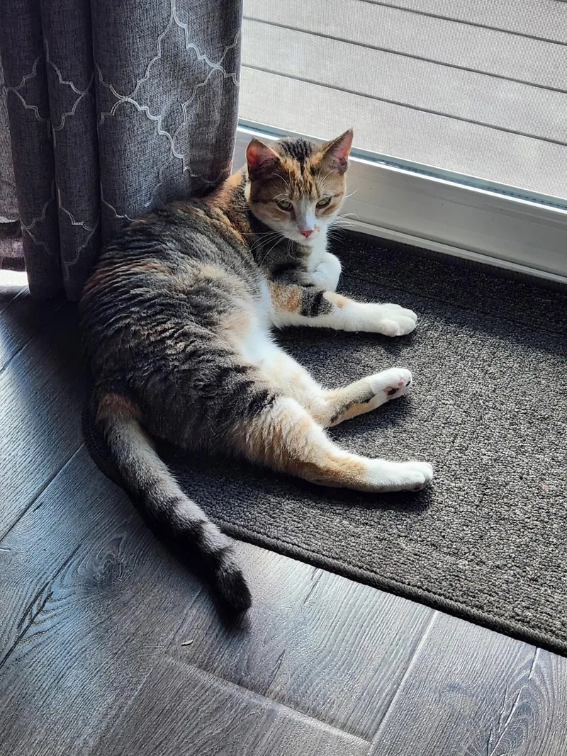 An adult small-sized female Domestic Short Hair cat named Roxanne for adoption in Forest Lake, MN