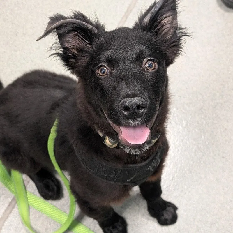 A young medium-sized male Mixed Breed dog named Shadow for adoption in New Castle, DE