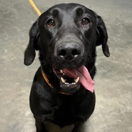 An adult large-sized male Black Labrador Retriever dog named Watson for adoption in DeKalb, IL