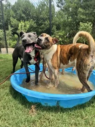 An adult medium-sized male Mixed Breed dog named Splash for adoption in Atlanta, GA