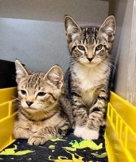 A baby medium-sized male Tabby (Brown / Chocolate) Domestic Short Hair cat named Stephen for adoption in Winter Haven, FL