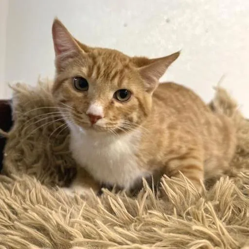 A baby small-sized male Orange / Red American Shorthair cat named Hazelnut for adoption in Mount Shasta, CA