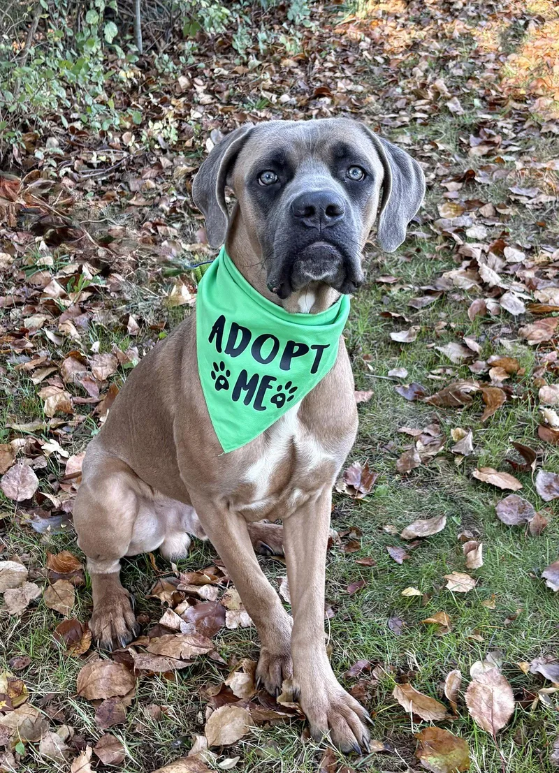 A young medium-sized male Mastiff dog named Beamer for adoption in Spring Lake, NJ
