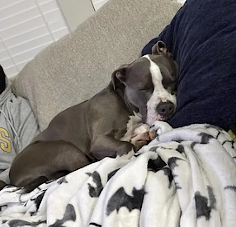 An adult large-sized male Gray / Blue / Silver Pit Bull Terrier dog named Bleux for adoption in Amherst, MA