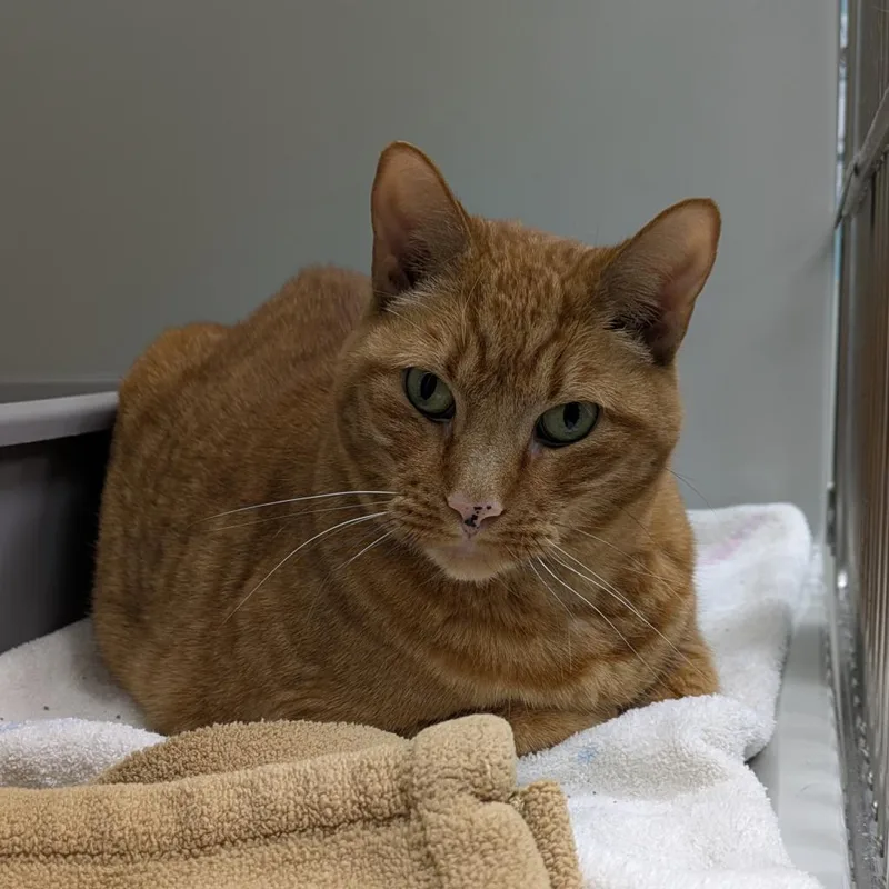 A senior large-sized male Orange / Red Domestic Short Hair cat named Gryffin for adoption in Saint Charles, MO