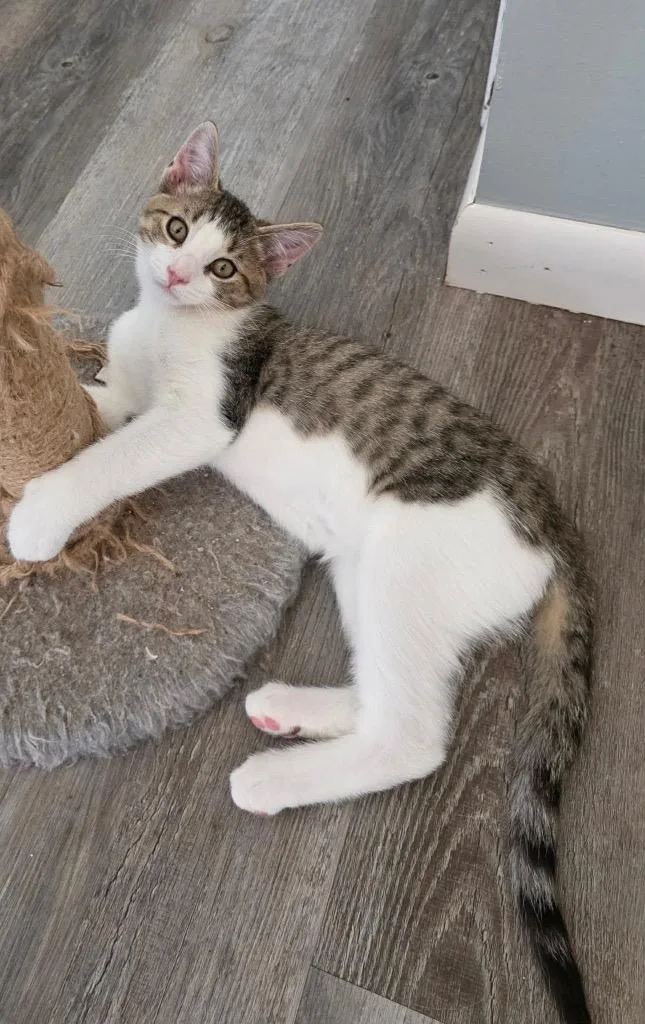 A baby medium-sized male Domestic Short Hair cat named Tim for adoption in Findlay, OH