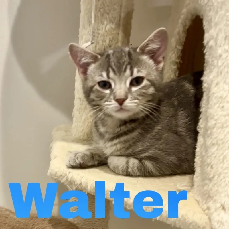 A baby medium-sized male Tabby (Gray / Blue / Silver) Domestic Short Hair cat named Walter for adoption in Greensburg, PA