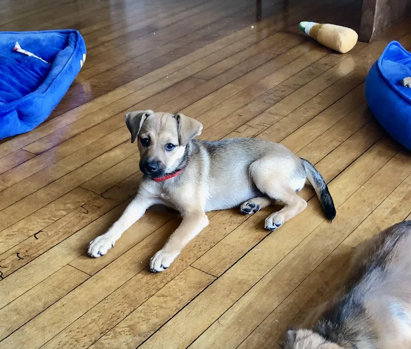 Rosie