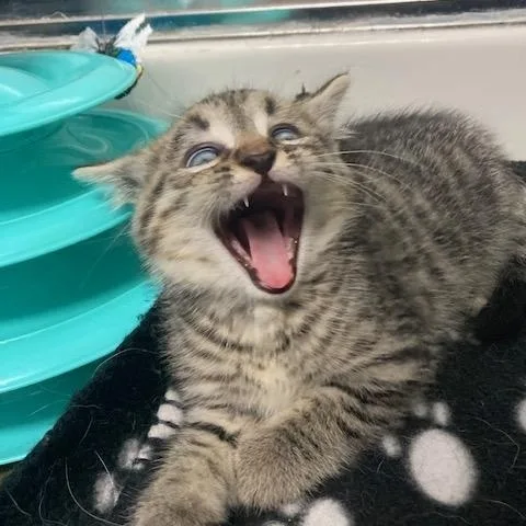 A baby small-sized male Tabby (Brown / Chocolate) Domestic Short Hair cat named PA  Rajah for adoption in Hazlet, NJ
