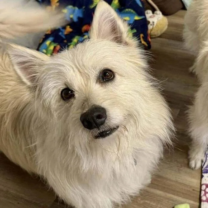 An adult medium-sized male White / Cream West Highland White Terrier / Westie dog named Mork for adoption in Groveland, MA